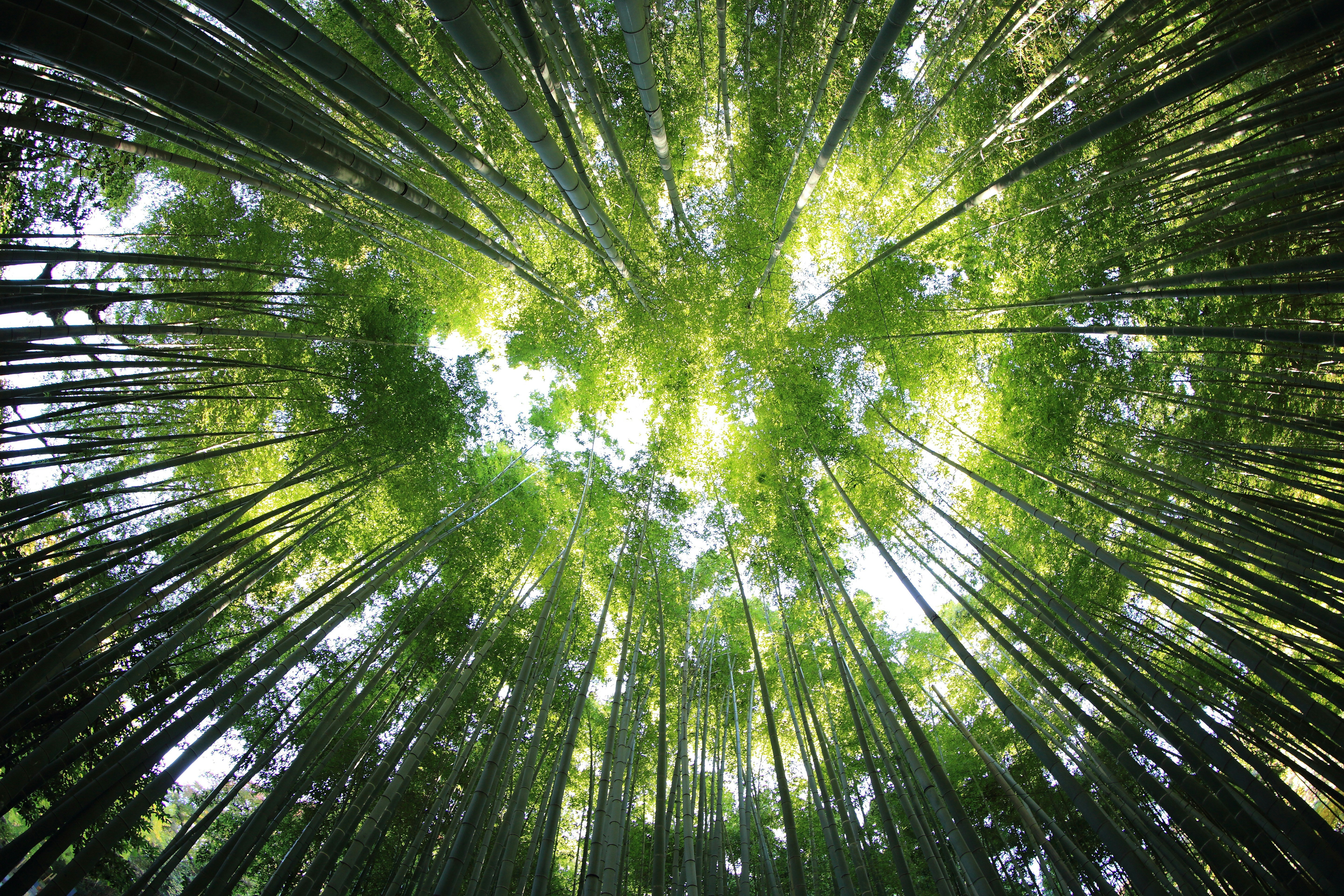 Forest canopy