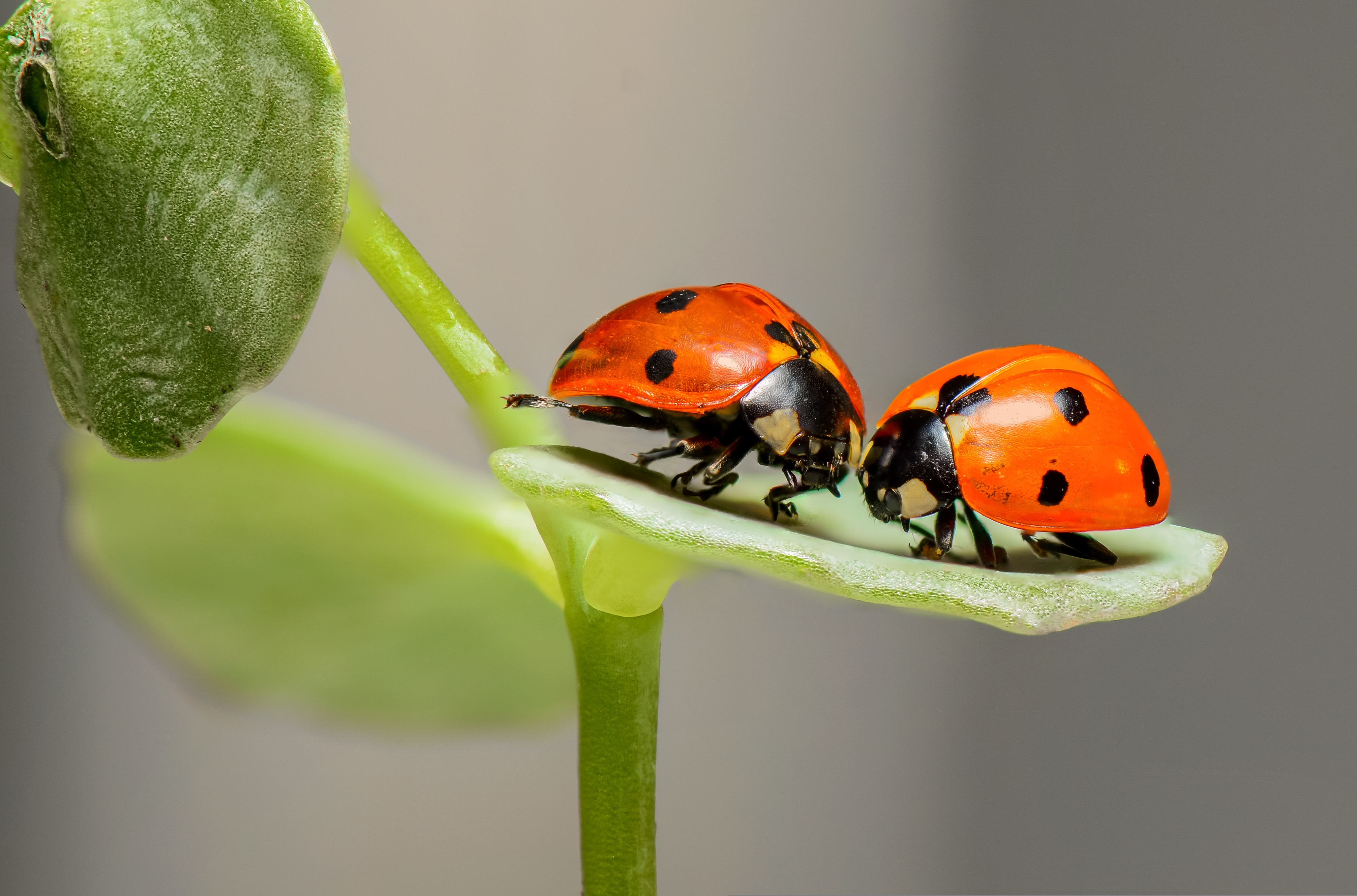 Photo of ladybirds on a leaf. Getty images