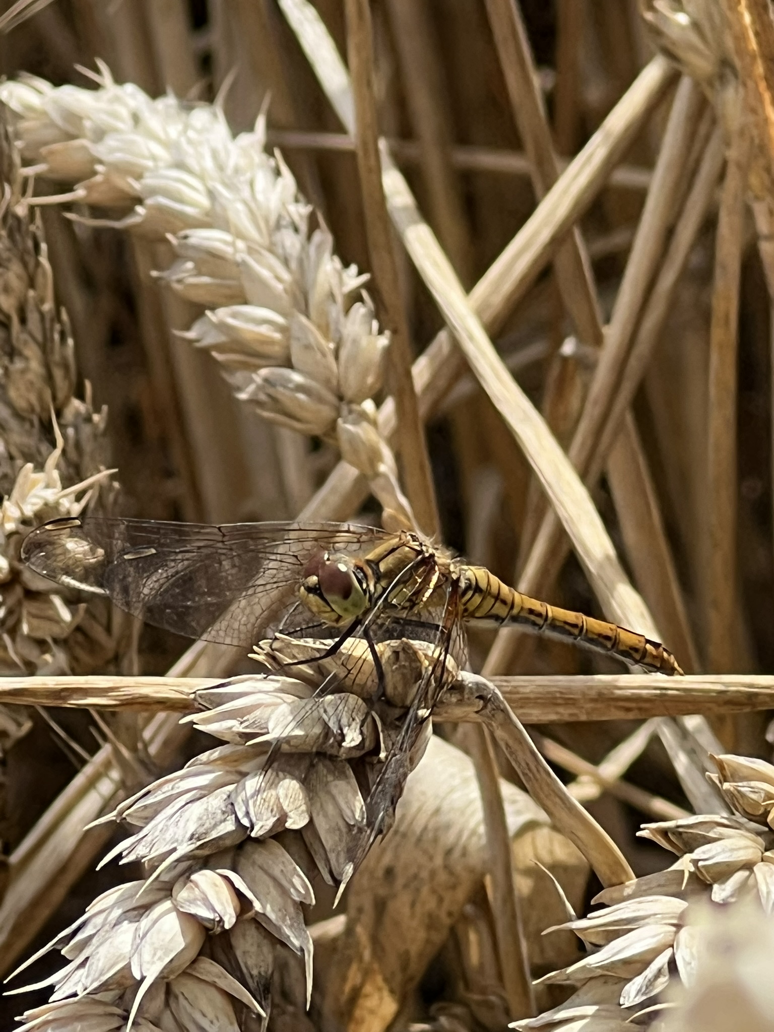 Dragonfly