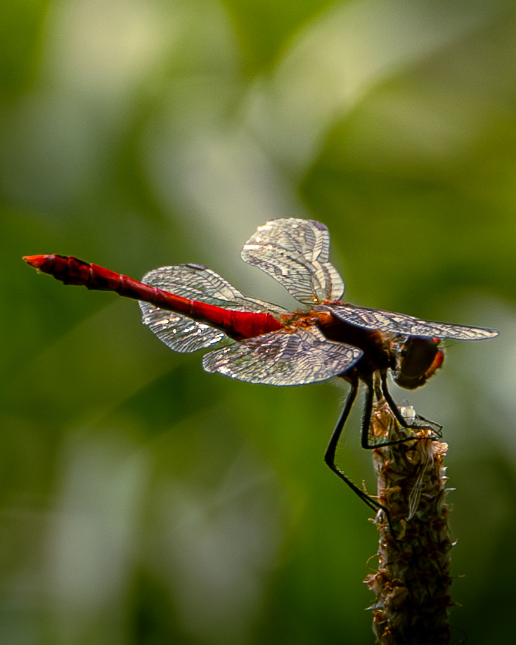 Dragonfly