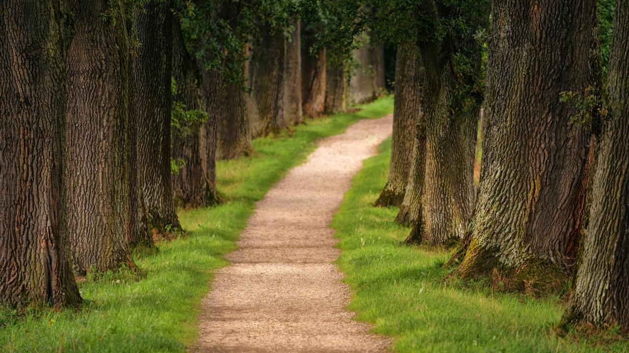 Pathway through the trees