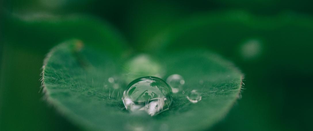 Green leaf with water drops