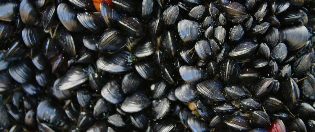 Photo of clams. Photo by Andy Castille on Unsplash