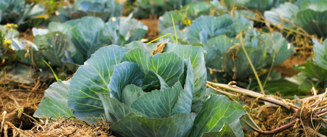 Photo of cabbages on a farm. Photo by Arnaldo Aldana on Unsplash