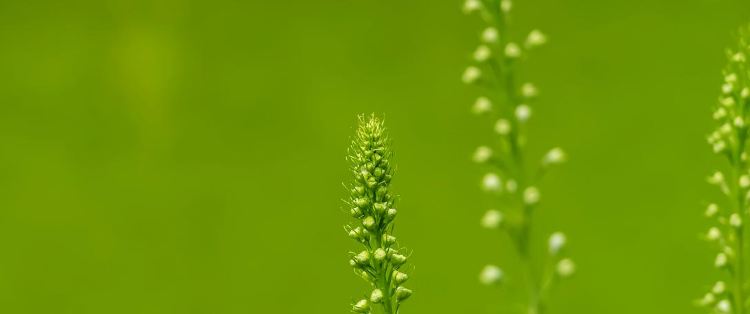 Close up of a plant. Photo by Cheng Chieh Hsu on Unsplash