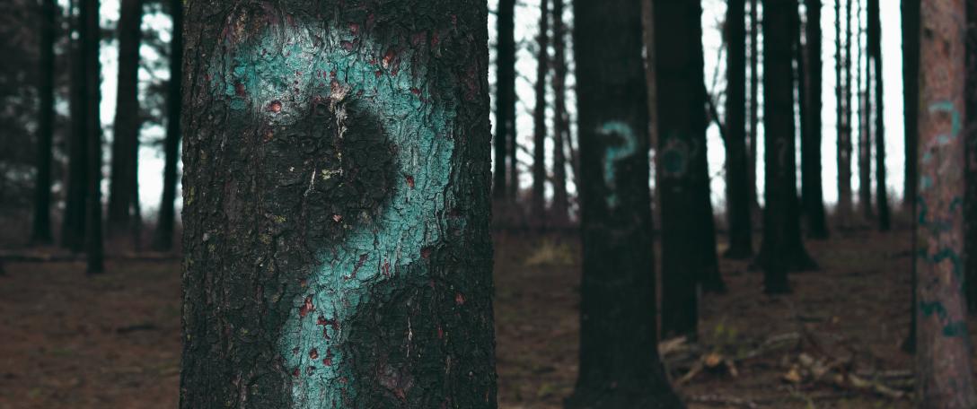 Photo of trees with a question mark sprayed on their trunks. Photo by Evan Dennis on Unsplash