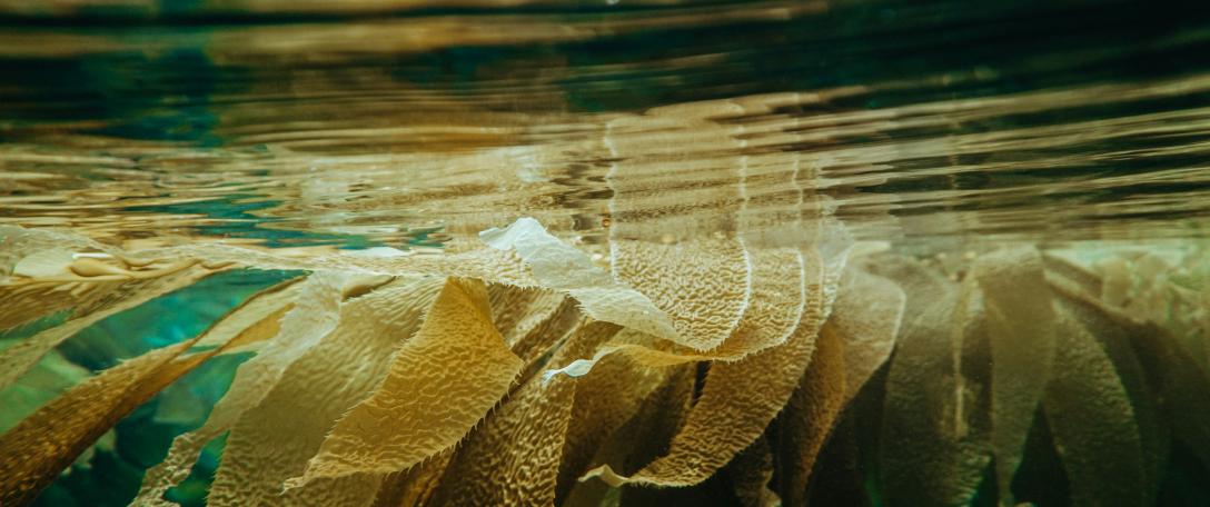 Photo of kelp. Photo by Shane Stagner on Unsplash