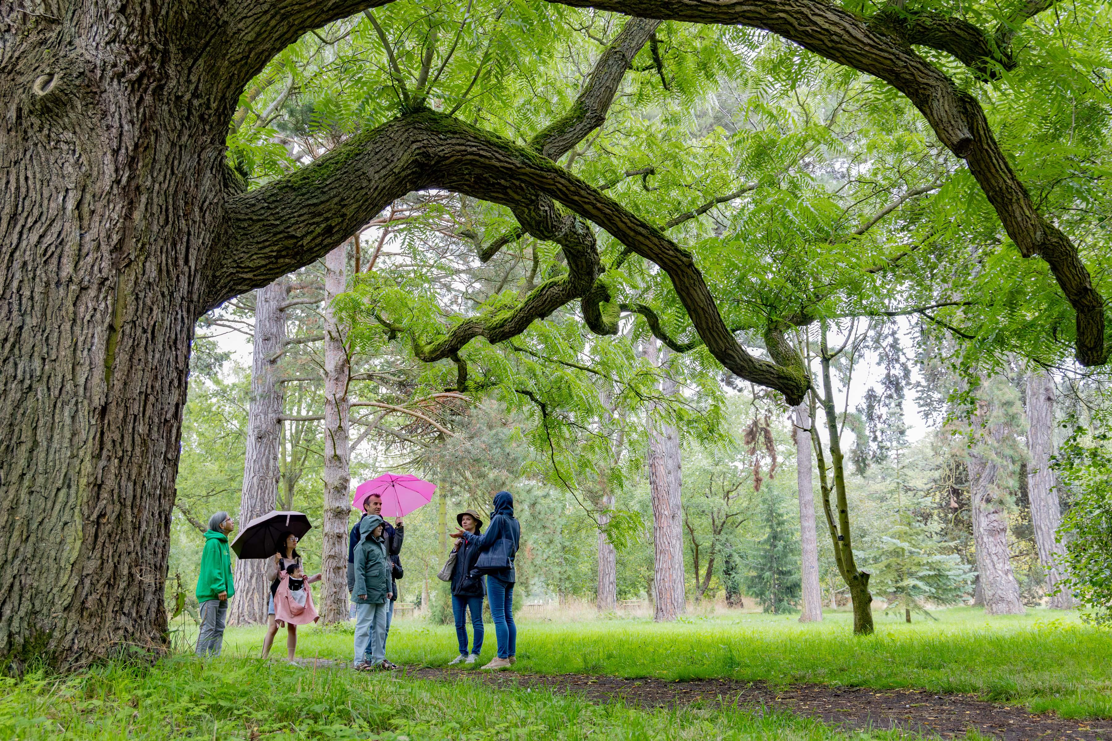 People stand under the canopy of a giant tree in the Garden