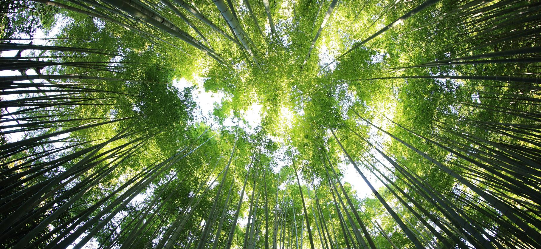 Forest canopy
