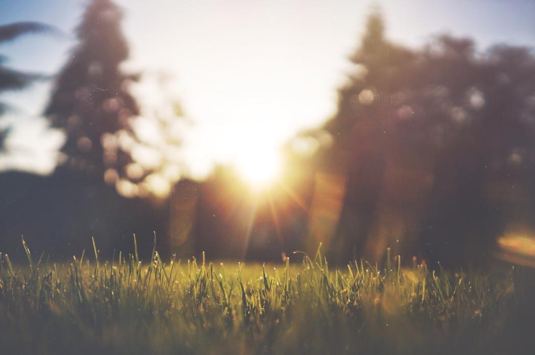 Image of grass
