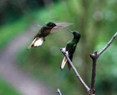 Hummingbirds in Colombia