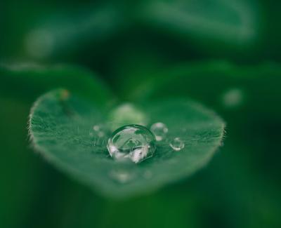 Green leaf with water drops