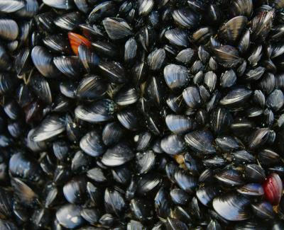 Photo of clams. Photo by Andy Castille on Unsplash