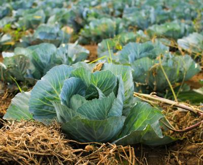 Photo of cabbages on a farm. Photo by Arnaldo Aldana on Unsplash