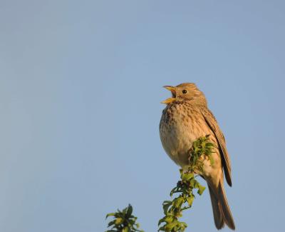 A Corn Bunting in full song