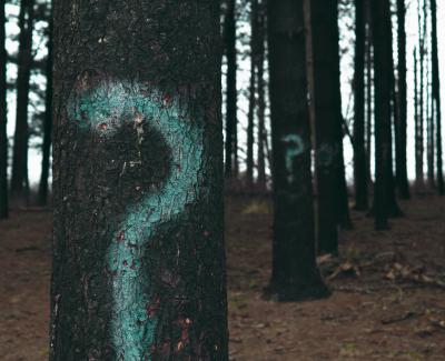 Photo of trees with a question mark sprayed on their trunks. Photo by Evan Dennis on Unsplash