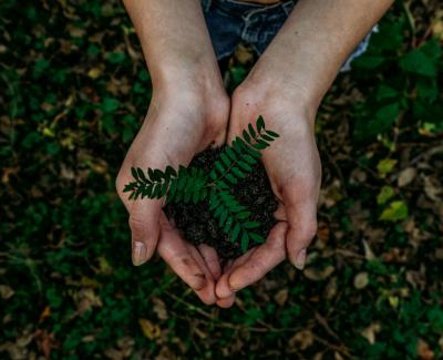 Photo of someone holding a small plant in their hands. Photo by Noah Buscher on Unsplash