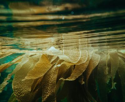 Photo of kelp. Photo by Shane Stagner on Unsplash