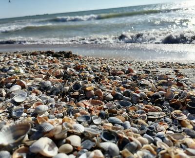 Shells by the seashore. Photo by Vremaroiu Alin on Unsplash