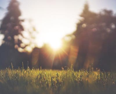 Image of grass
